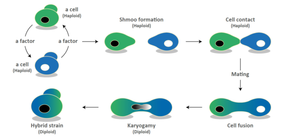 An Examination into the Sensory Advantages Offered by a Novel Hybrid Maltose-negative Saccharomyces cerevisiae strain